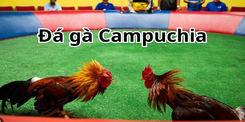 Hình thức đá gà diễn ra tại Campuchia