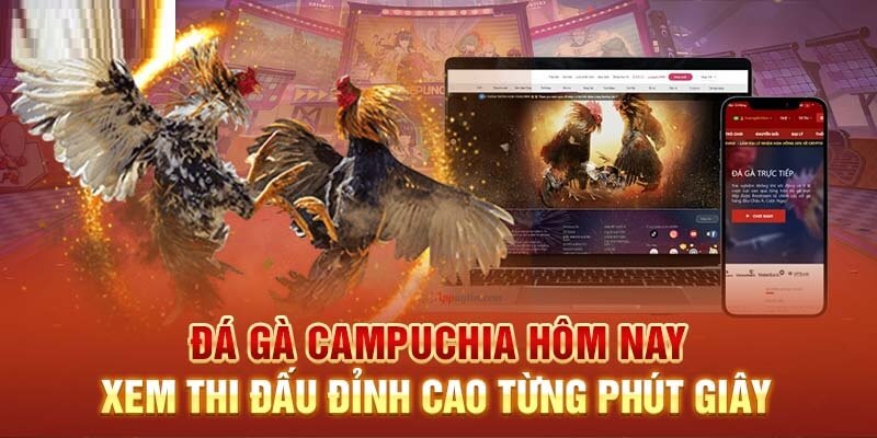 Các trận đá gà đỉnh cao đến từng phút giây