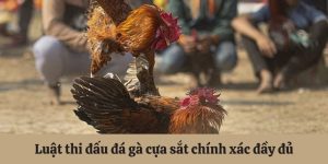 Luật thi đấu đá gà cựa sắt chính xác 