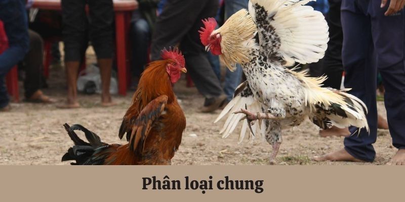 Phân loại chọi kê gắn cựa sắt