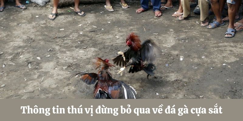 Thông tin thú vị về đá gà cựa sắt